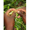 Vanilla Products USA Extracto de Madagascar Grado B Bourbon Vanilla