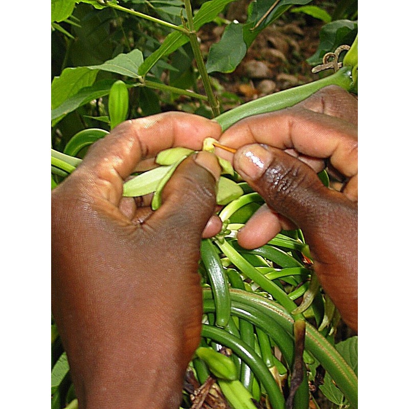 Vanilla Products USA Extracto de Madagascar Grado B Bourbon Vanilla