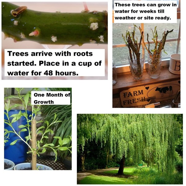 4 Golden Weeping Willow Tree Cuttings - Live Plants - Beautiful Arching Canopy