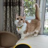 Hjvvr Cat Collar With Bell,Breakaway Pet Collar,Yellow Theme Carrot Collar