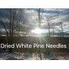 Maine Forest & Farm 4oz MAINE DRIED EASTERN WHITE PINE
