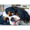 Cavalier King Charles Spaniel Dog Mothers Day Greeting Card