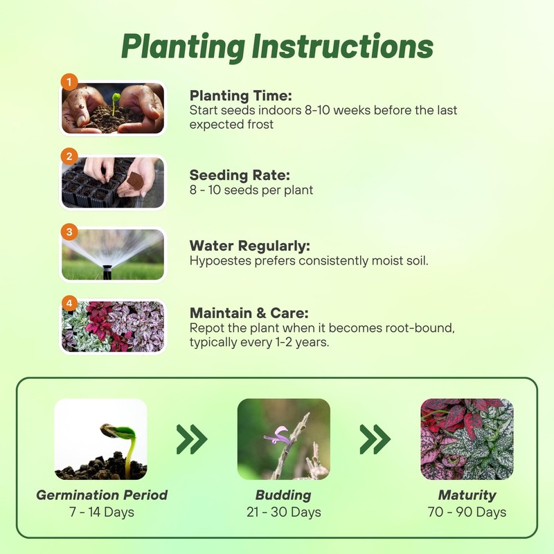 Outsidepride Splash Select Mixed Hypoestes Seed for Planting - 100