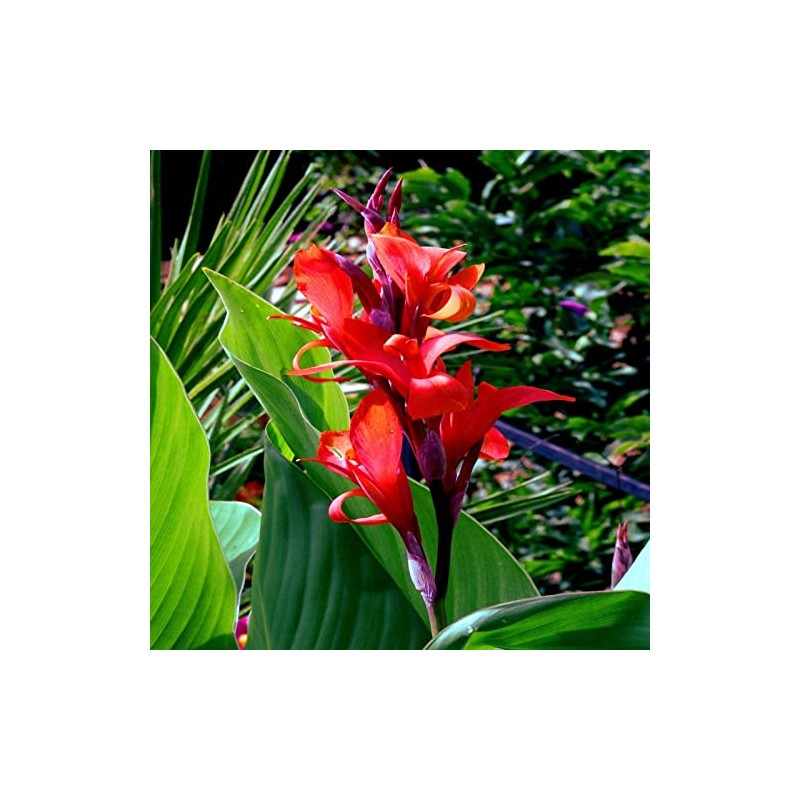10 Seeds Red Canna Lily Indica | Indian Shot Arrowroot