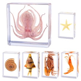6Pcs Real Marine Specimen,Taxidermy Octopus,Fish,Crab,Starfish,Shrimp,Shell,Ocean Taxidermy Animal in Resin for Science Education,Biology Classroom,Specimen Enthusiasts,Décor,Gift,Oddities 3x3x1inch