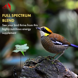 Morning Bird Thrive, Nutritious Energy Supplement with Minerals, Vitamins, Amino Acids, Electrolytes, and Protein, 16 oz