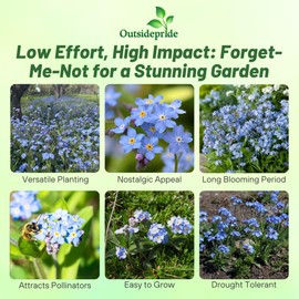 Outsidepride Outsidepride 5000 Seeds Perennial Myosotis Alpestris Forget-Me-Not Blue Garden Flower Seeds for Planting