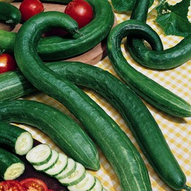 Early Spring Bush Burpless F1 Hybrid Cucumber Seeds - 3 g Packet ~100 Seeds - Non-GMO, F1 Hybrid - Vegetable Garden - Cucumis sativus