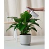 Organic Peace Lily Elixir by Gardenera - 32 oz -
