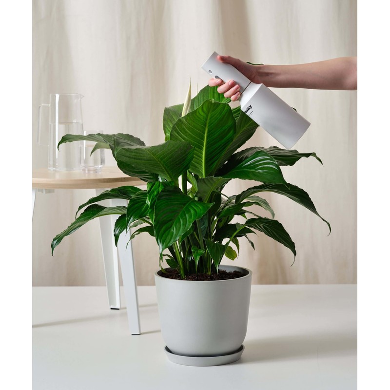 Organic Peace Lily Elixir by Gardenera - 32 oz -