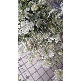 100% Pure Queen Anne's Lace, Wild Carrot Flowers Fresh 1/oz 7.95 + $3.95 Shipp