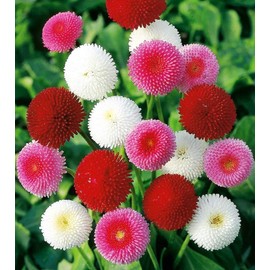 CEMEHA SEEDS - Seeds English Daisy Mix (Bellis Perennis) Pompom Marguerite Annual Flowers for Planting