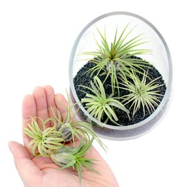 5 Inch Thick Slanted Glass Bowl Terrarium DIY Kit with Black Sand and 3 Live Tillandsia Ionantha Air Plants - Indoor House Plants for Home and Office Decor