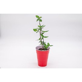 Potted Purpleleaf Wintercreeper (Euonymus fortunei 'Coloratus')