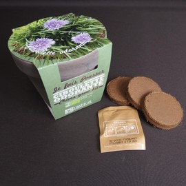 Kit Plant Terracotta Chives - Maestro Gift