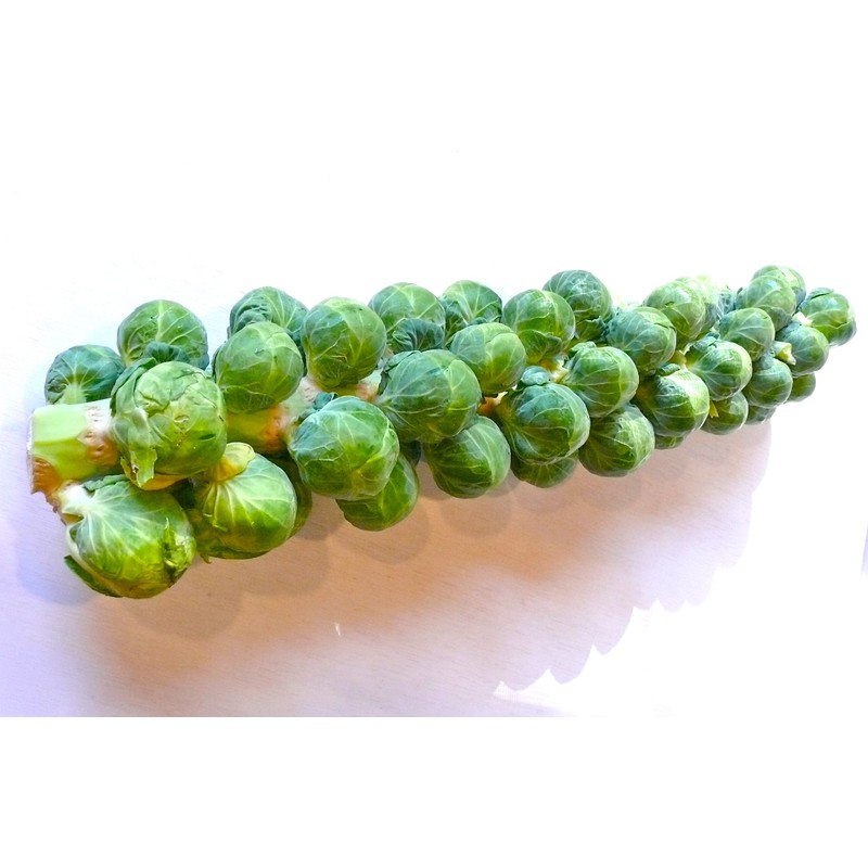 Seeds4planting - Seeds Brussels Sprouts Cabbage Green Indoor Heirloom Vegetable
