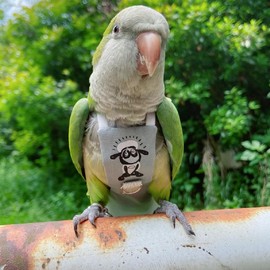 PARREN Bird Clothes Parrot Diapers, Reusable Waterproof Diapers for Parrots & Parakeets (S, Grey)