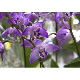 Dendrobium kingianum (Mature Blooming Size) Fast-Growing Easiest Orchid Ever (NOT in Bloom When Shipped)