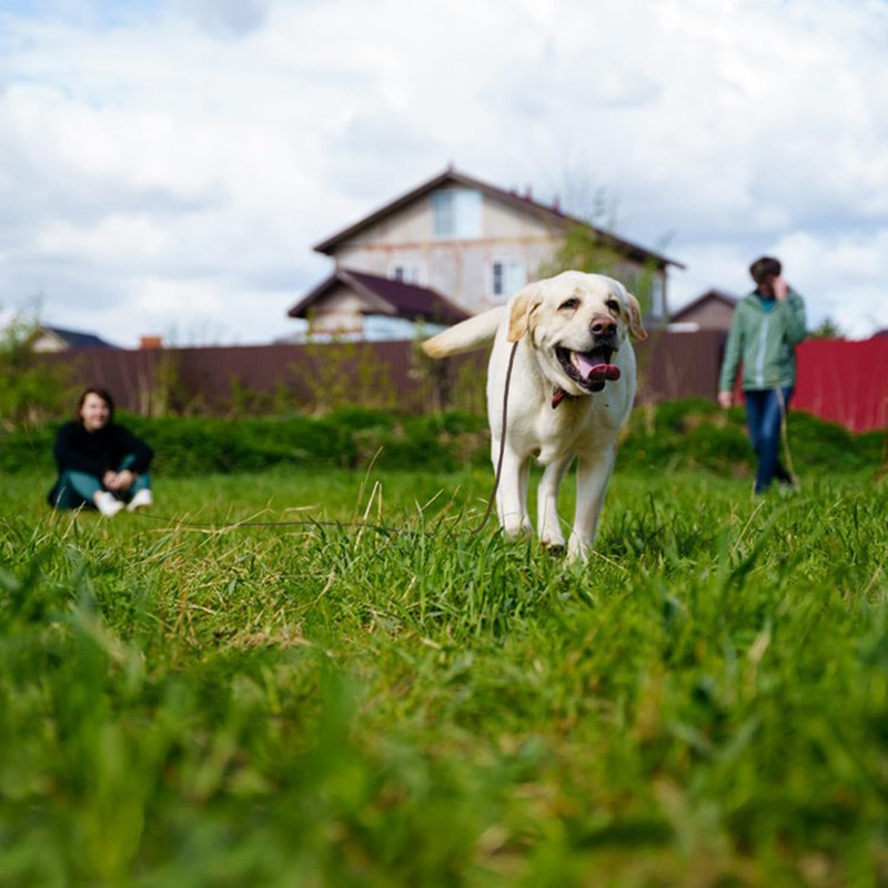 Guiding Star Long Leash for Dogs Outside Long Line Dog