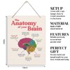 Brain Anatomy Wood Sign, 10*7.9 inches, Modern Art Decor, Hanging