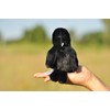 TAMMYFLYFLY Lifelike Crow Bird Plush Stuffed Animal Toy Yellow Bird
