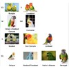 Bird Flight Harness Vest, Parrot Flight Suit with Leash for