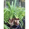 Getty White Agapanthus | 3 Live Plants | Agapanthus africanus