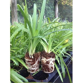 Getty White Agapanthus | 3 Live Plants | Agapanthus africanus ‘Getty White’ | Perennial Flowering Plants | Drought Tolerant Plants for Landscaping