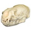American River Otter Skull (Teaching Quality Replica)