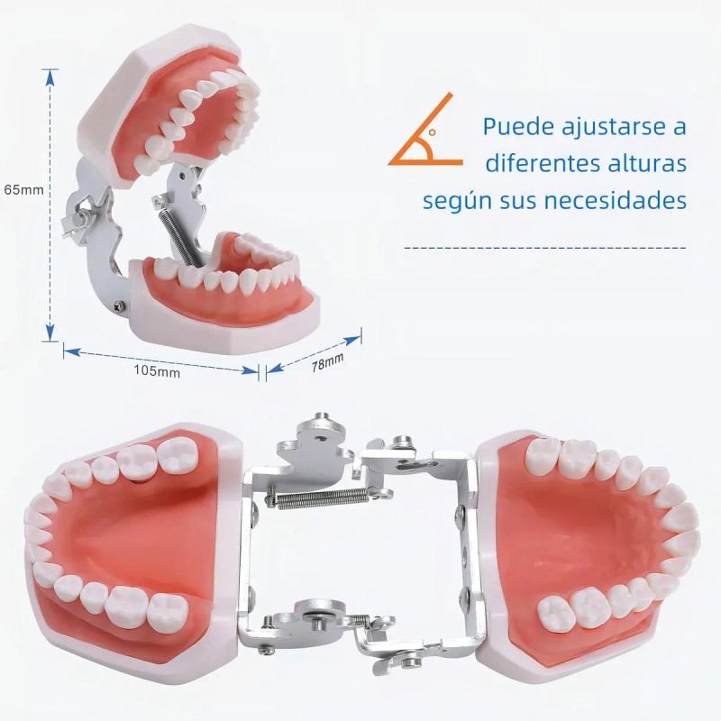 Tipodonto Dientes Articulado Tipo Nissiin Encía Suave