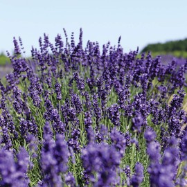 Neal's Yard Remedies Essential Oil, Lavender, Single Item, 0.2 fl oz (5 ml) (x 1)