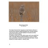 Book Photographing & Banding Owls 8-1/2" X 11" Images &