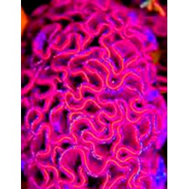 HUGE Brain Celosia! CRAZY MIXED COLORS 100 Seeds!