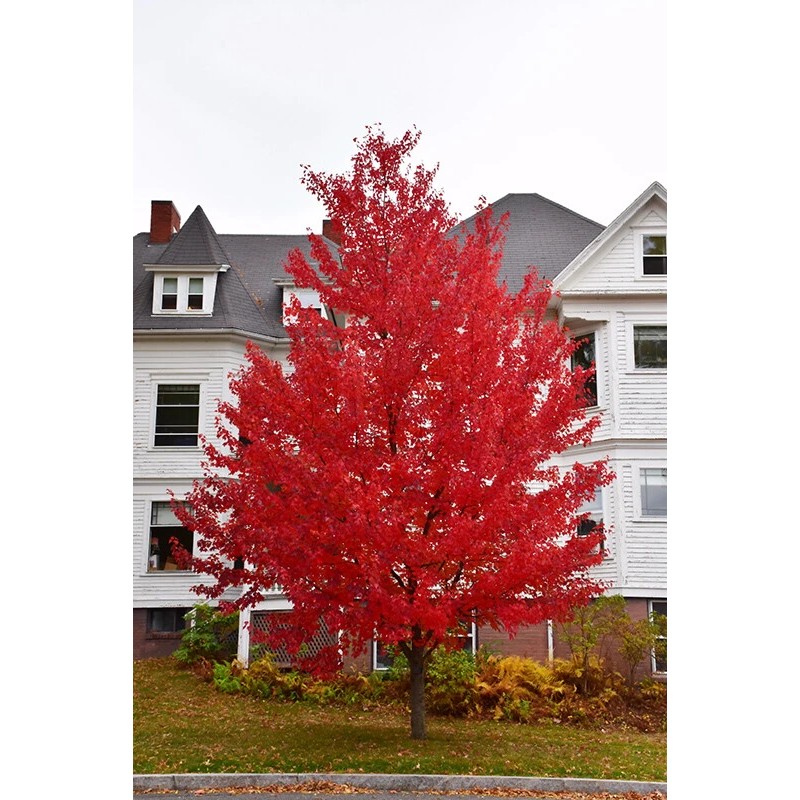 Tree Sun Valley Red Maple Tree - Live Plant -