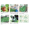FANCL Fancl Freshly Pressed Kale Green Juice, Instant Freezing, 7