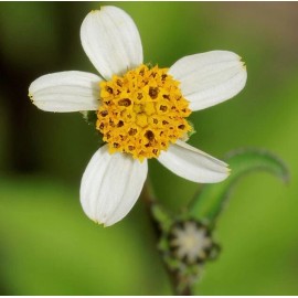 Buy Rare Seeds Bidens pilosa | Butterfly Needles | Hairy Beggarticks Spanish Needle | 10_Seeds
