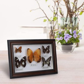 Acouto Butterfly Copy, Exquisite Butterfly Copy, Craft Birthday Gift, Home Decoration, Ornament for Valentine's Day, Christmas, Birthday, Wedding (Black Frame)