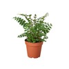 House Plant Shop | Fern 'Mahogany' - 4" Pot |