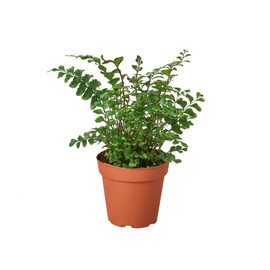 House Plant Shop | Fern 'Mahogany' - 4" Pot | Live Indoor Plant | Easy to Care | Natural Décor Plant | Great Gifts| Free Care Guide