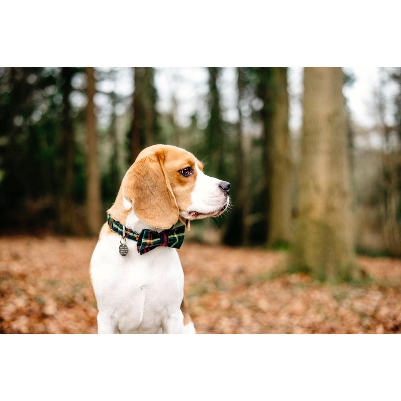 Lionet Paws Christmas Dog Collar with Bowtie Durable Adjustable Handmade