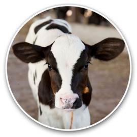 Vinyl Stickers (Set of 2) 10cm - Baby Calf Cow Farm Animal Decals for Laptops,Tablets,Luggage,Scrap Booking,Fridges, 12924