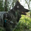 Hooey Nomad Walking Dog Harness, No-Pull Adjustable Harness for Dogs,