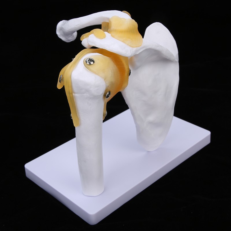 1:1 Life Size Human Anatomy Shoulder Joint Model Shoulder Blade