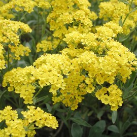 Yellow Alyssum Seeds Basket-of-Gold, Gold Dust, Golden Tuft Perennial Hardy Drought Tolerant Fast-Growing Ground Cover Border Rock Garden Container Outdoor 100Pcs by YEGAOL Garden
