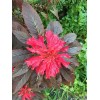 Sherwood Seeds Joseph's Coat Amaranthus "Molten Fire" Amaranth Summer Poinsettia