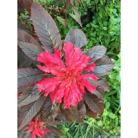 Sherwood Seeds Joseph's Coat Amaranthus "Molten Fire" Amaranth Summer Poinsettia Premium Pack