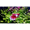 Crystalpro Betta Water Conditioner Treats 660 Gallons - Concentrated Betta
