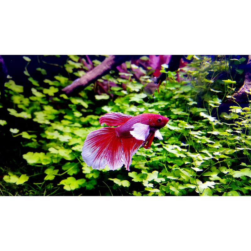 Crystalpro Betta Water Conditioner Treats 660 Gallons - Concentrated Betta