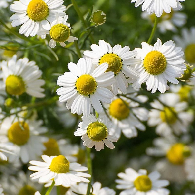 Rausch Swiss Herb Hair Tonic 200 ml