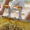 Beehive Frame Capture, Beekeeping Nest Box Clip Stainless Steel Beehive